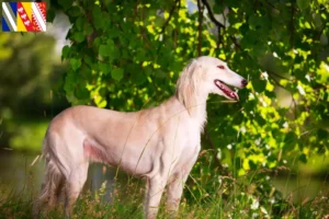 Mehr über den Artikel erfahren Saluki Züchter und Welpen in Grand Est