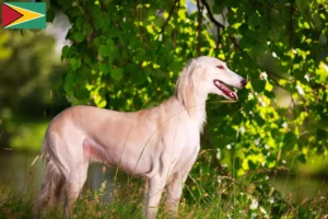 Mehr über den Artikel erfahren Saluki Züchter und Welpen in Guyana