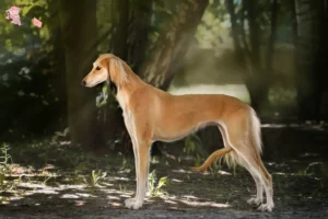 Mehr über den Artikel erfahren Saluki Züchter und Welpen in Hovedstaden