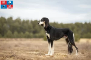 Mehr über den Artikel erfahren Saluki Züchter und Welpen in Karlsbad