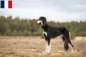 Mehr über den Artikel erfahren Saluki Züchter und Welpen in Martinique