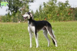 Mehr über den Artikel erfahren Saluki Züchter und Welpen in Midtjylland