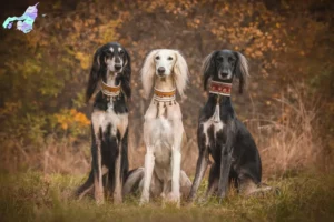 Mehr über den Artikel erfahren Saluki Züchter und Welpen in Nordjylland