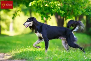 Mehr über den Artikel erfahren Saluki Züchter und Welpen in Okzitanien