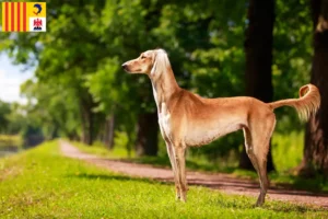 Mehr über den Artikel erfahren Saluki Züchter und Welpen in der Provence-Alpes-Côte d’Azur