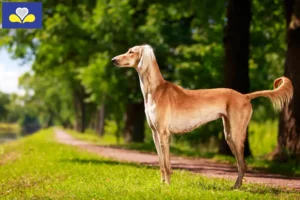 Mehr über den Artikel erfahren Saluki Züchter und Welpen in Region Brüssel-Hauptstadt