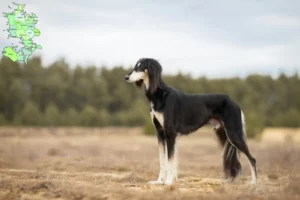 Mehr über den Artikel erfahren Saluki Züchter und Welpen in Sjælland