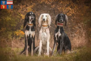 Mehr über den Artikel erfahren Saluki Züchter und Welpen in Südmähren