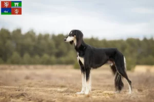 Mehr über den Artikel erfahren Saluki Züchter und Welpen in Ústí