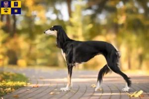 Mehr über den Artikel erfahren Saluki Züchter und Welpen in Zlín