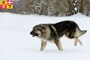 Mehr über den Artikel erfahren Šarplaninac Züchter und Welpen in Auvergne-Rhône-Alpes