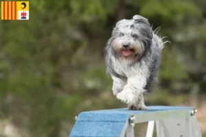 Mehr über den Artikel erfahren Schapendoes Züchter und Welpen in der Provence-Alpes-Côte d’Azur