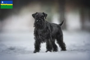 Mehr über den Artikel erfahren Schnauzer Züchter und Welpen in Flevoland