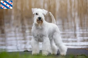 Mehr über den Artikel erfahren Schnauzer Züchter und Welpen in Friesland