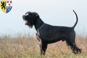 Mehr über den Artikel erfahren Schnauzer Züchter und Welpen in Hauts-de-France