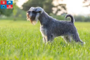 Mehr über den Artikel erfahren Schnauzer Züchter und Welpen in Karlsbad