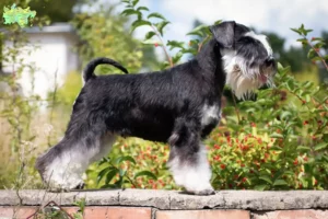 Mehr über den Artikel erfahren Schnauzer Züchter und Welpen in Midtjylland