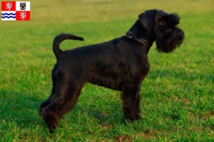 Mehr über den Artikel erfahren Schnauzer Züchter und Welpen in Mittelböhmen