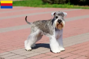 Mehr über den Artikel erfahren Schnauzer Züchter und Welpen in Nordholland