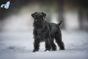 Mehr über den Artikel erfahren Schnauzer Züchter und Welpen in Nordjylland