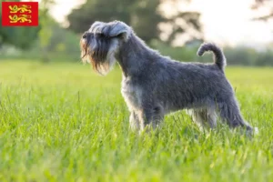 Mehr über den Artikel erfahren Schnauzer Züchter und Welpen in der Normandie