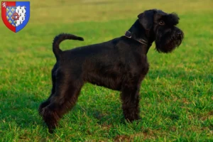 Mehr über den Artikel erfahren Schnauzer Züchter und Welpen in Pays de la Loire