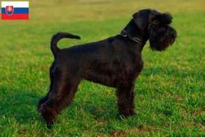 Mehr über den Artikel erfahren Schnauzer Züchter und Welpen in der Slowakei