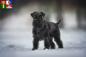 Mehr über den Artikel erfahren Schnauzer Züchter und Welpen in Südböhmen