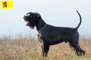 Mehr über den Artikel erfahren Schnauzer Züchter und Welpen in Südholland