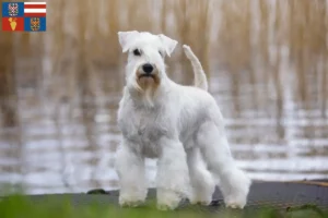 Mehr über den Artikel erfahren Schnauzer Züchter und Welpen in Südmähren