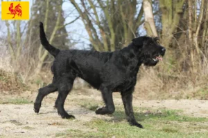 Mehr über den Artikel erfahren Schnauzer Züchter und Welpen in Wallonische Region