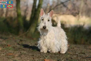 Mehr über den Artikel erfahren Scottish Terrier Züchter und Welpen in Bourgogne-Franche-Comté