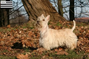 Mehr über den Artikel erfahren Scottish Terrier Züchter und Welpen in der Bretagne