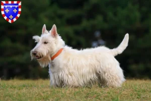 Mehr über den Artikel erfahren Scottish Terrier Züchter und Welpen in Centre-Val de Loire