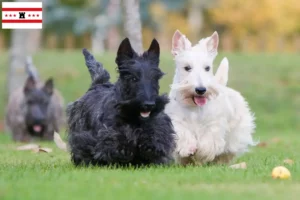 Mehr über den Artikel erfahren Scottish Terrier Züchter und Welpen in Drenthe