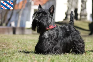 Mehr über den Artikel erfahren Scottish Terrier Züchter und Welpen in Friesland