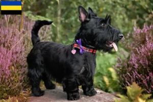 Mehr über den Artikel erfahren Scottish Terrier Züchter und Welpen in Gelderland