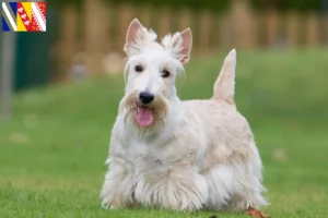 Mehr über den Artikel erfahren Scottish Terrier Züchter und Welpen in Grand Est