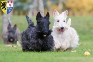 Mehr über den Artikel erfahren Scottish Terrier Züchter und Welpen in Hauts-de-France