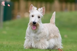 Mehr über den Artikel erfahren Scottish Terrier Züchter und Welpen in Hovedstaden