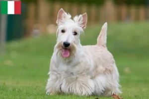 Mehr über den Artikel erfahren Scottish Terrier Züchter und Welpen in Italien