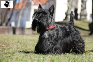Mehr über den Artikel erfahren Scottish Terrier Züchter und Welpen auf Korsika