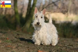 Mehr über den Artikel erfahren Scottish Terrier Züchter und Welpen in Limburg