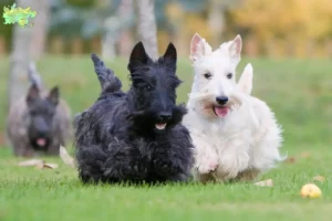 Mehr über den Artikel erfahren Scottish Terrier Züchter und Welpen in Midtjylland