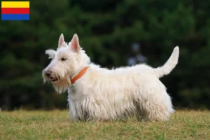 Mehr über den Artikel erfahren Scottish Terrier Züchter und Welpen in Nordholland