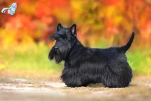 Mehr über den Artikel erfahren Scottish Terrier Züchter und Welpen in Nordjylland