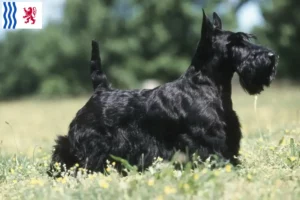 Mehr über den Artikel erfahren Scottish Terrier Züchter und Welpen in Nouvelle-Aquitaine