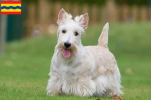 Mehr über den Artikel erfahren Scottish Terrier Züchter und Welpen in Overijssel