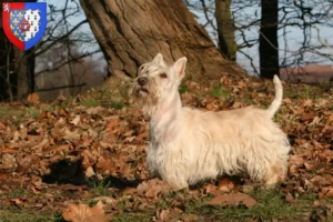 Mehr über den Artikel erfahren Scottish Terrier Züchter und Welpen in Pays de la Loire