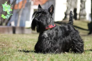 Mehr über den Artikel erfahren Scottish Terrier Züchter und Welpen in Sjælland